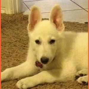 Meet your Posher, Tom